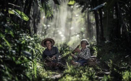 Tongkat Ali Root: Cultural Practices, Nutritional Composition & Clinical Research Findings