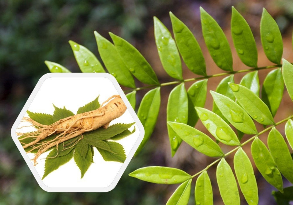 Choosing Between Tongkat Ali and Panax ginseng – A Comparative Guide for Australian Consumers