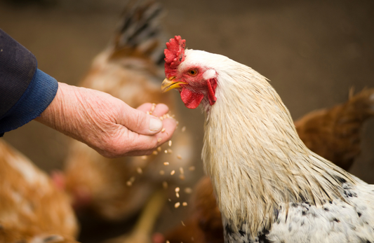 High-Protein Chicken Feed Supplement: How Tongkat Ali Helps Chickens Grow Faster & Healthier