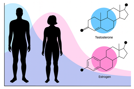 How Oestrogen Plays a Role When Testosterone Levels Increase — And Why Balance Matters