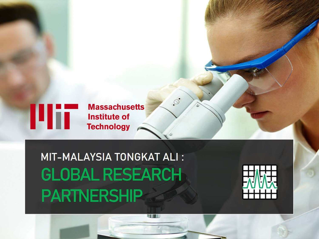 MIT Tongkat Ali: The US-Malaysian partnership develops the best Tongkat Ali in the world